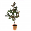 Potted Magnolia Tree Topiary 22