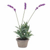 Potted Lavender 14.5